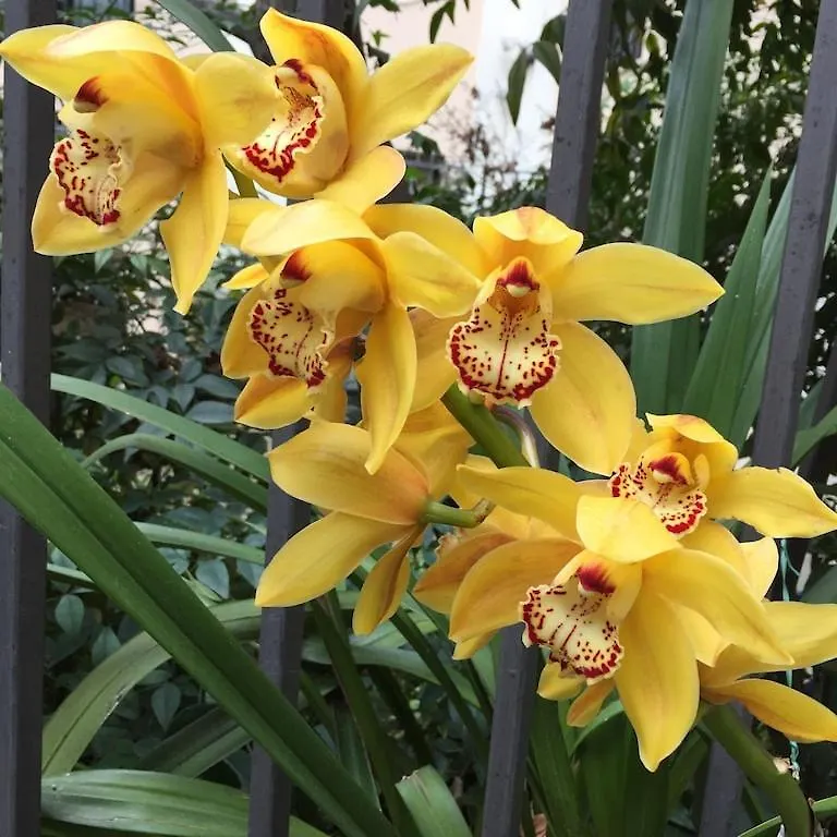 Luxury Apartment Via Giulia With Private Garden Rome